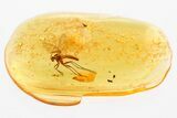 Detailed Fossil Fungus Gnat (Mycetophilidae) In Baltic Amber #381309-1